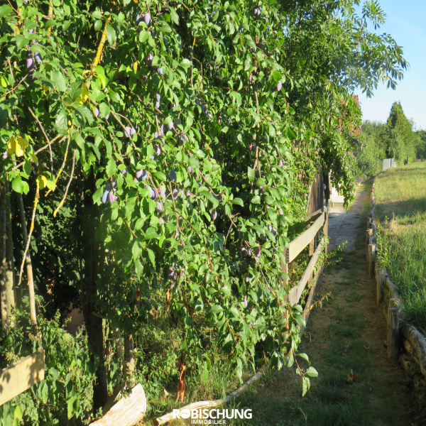 Offres de vente Maison Oltingue 68480