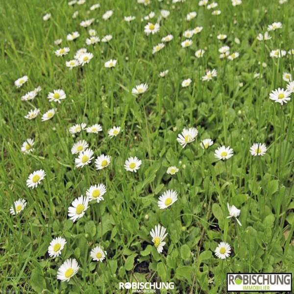 Offres de vente Terrain Oberdorf 68960