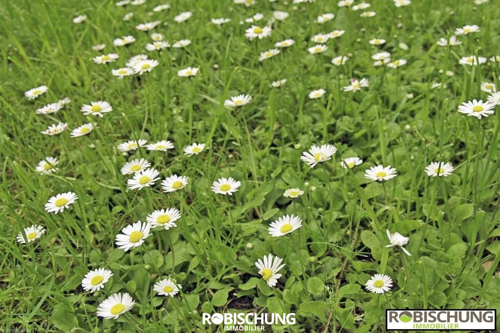 Agence immobilière de Robischung Immo